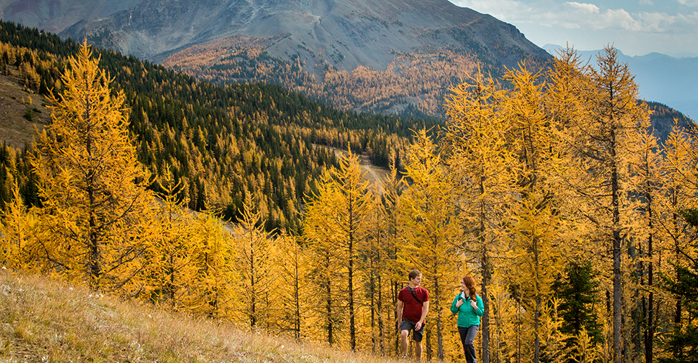 The Best Larch Hikes In Alberta Fairmont Banff Springs